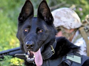 Preview wallpaper german shepherd, dog, military, protruding tongue