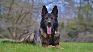 Preview wallpaper german shepherd, dog, muzzle, protruding tongue