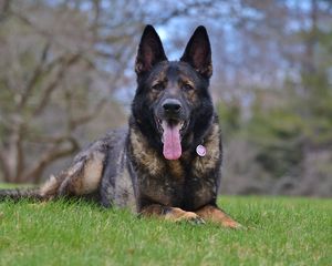 Preview wallpaper german shepherd, dog, muzzle, protruding tongue