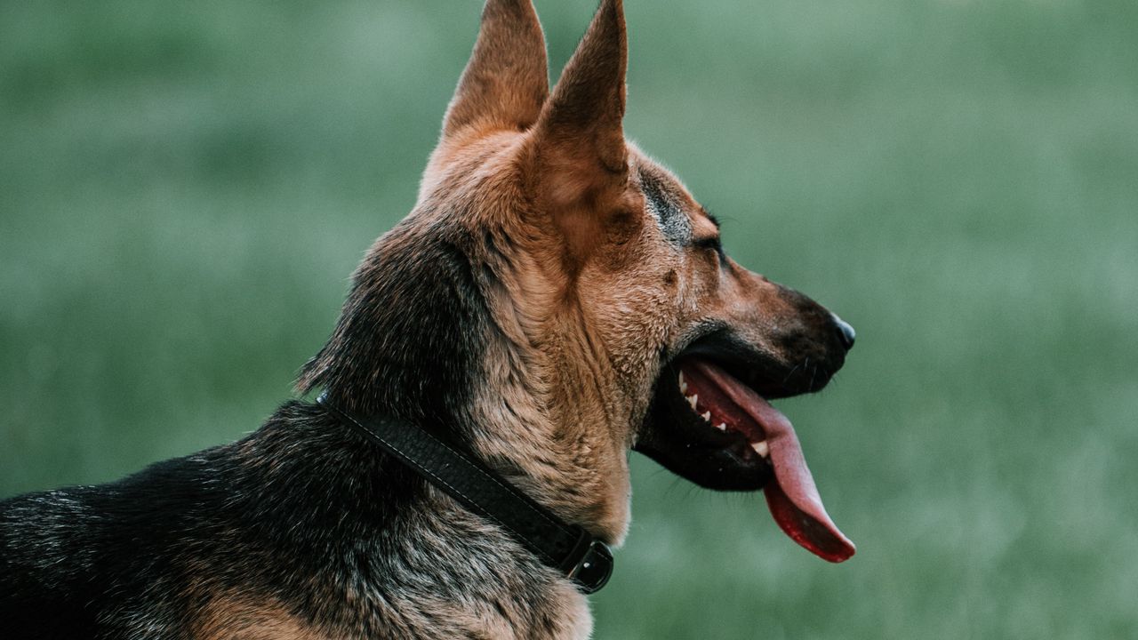 Wallpaper german shepherd, dog, pet, protruding tongue