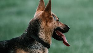 Preview wallpaper german shepherd, dog, pet, protruding tongue