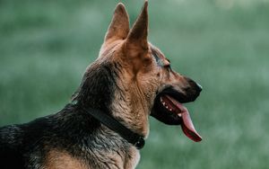 Preview wallpaper german shepherd, dog, pet, protruding tongue