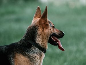 Preview wallpaper german shepherd, dog, pet, protruding tongue