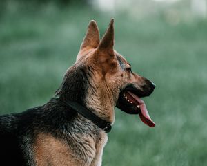 Preview wallpaper german shepherd, dog, pet, protruding tongue