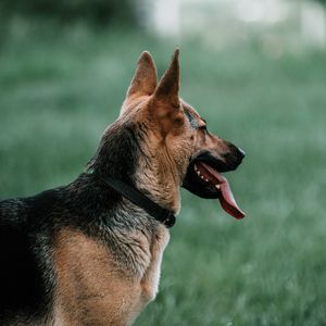 Preview wallpaper german shepherd, dog, pet, protruding tongue