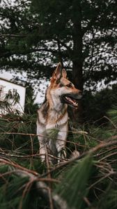Preview wallpaper german shepherd, dog, pet, protruding tongue, branches, spruce
