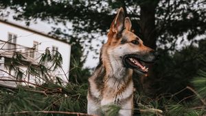 Preview wallpaper german shepherd, dog, pet, protruding tongue, branches, spruce