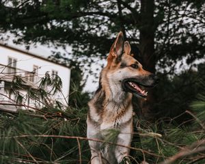 Preview wallpaper german shepherd, dog, pet, protruding tongue, branches, spruce