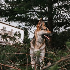 Preview wallpaper german shepherd, dog, pet, protruding tongue, branches, spruce