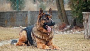 Preview wallpaper german shepherd, dog, protruding tongue, lies