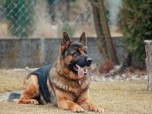 Preview wallpaper german shepherd, dog, protruding tongue, lies