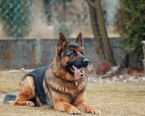 Preview wallpaper german shepherd, dog, protruding tongue, lies