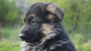 Preview wallpaper german shepherd, dog, puppy, muzzle