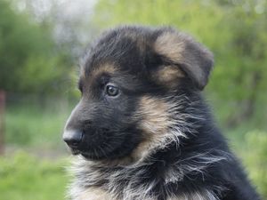 Preview wallpaper german shepherd, dog, puppy, muzzle