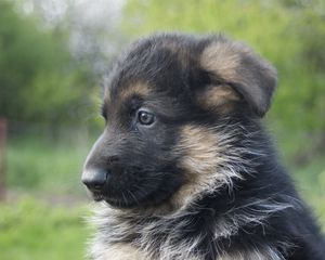 Preview wallpaper german shepherd, dog, puppy, muzzle