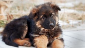 Preview wallpaper german shepherd, dog, puppy, cute