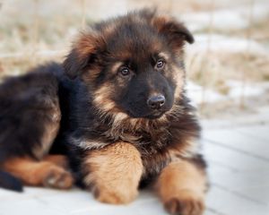 Preview wallpaper german shepherd, dog, puppy, cute