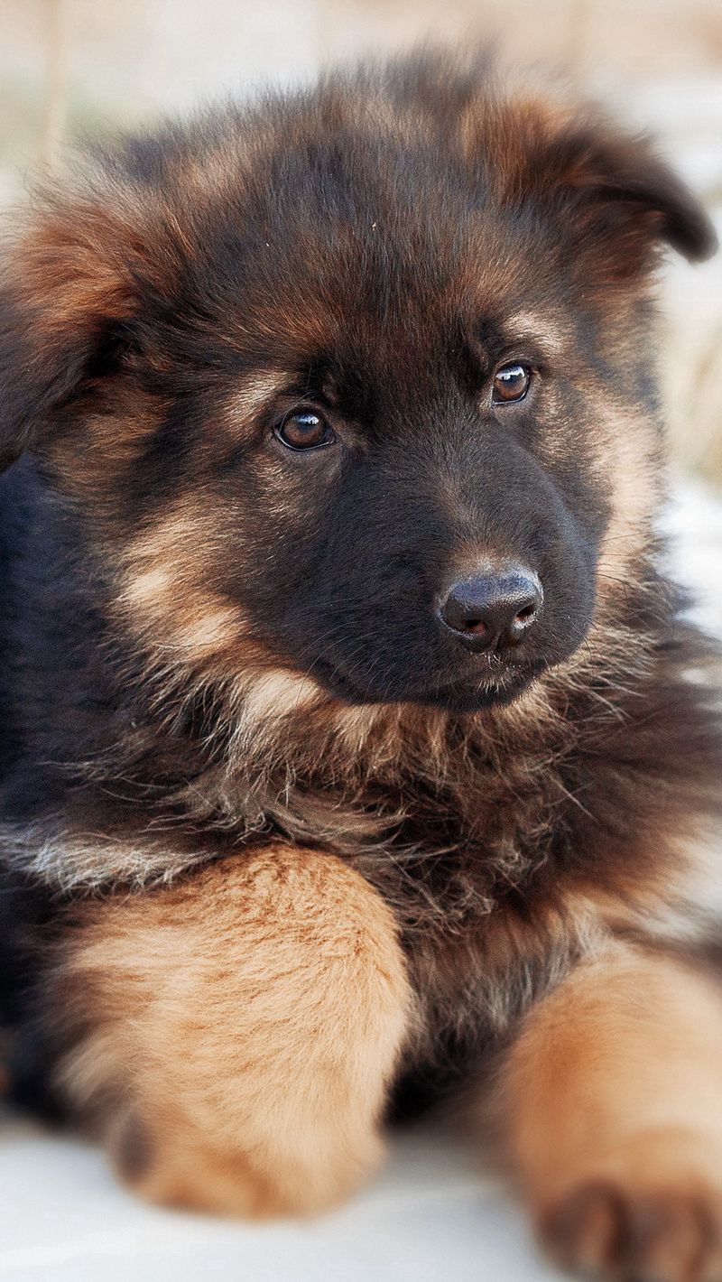 Download wallpaper 800x1420 german shepherd, dog, puppy, cute iphone  se/5s/5c/5 for parallax hd background