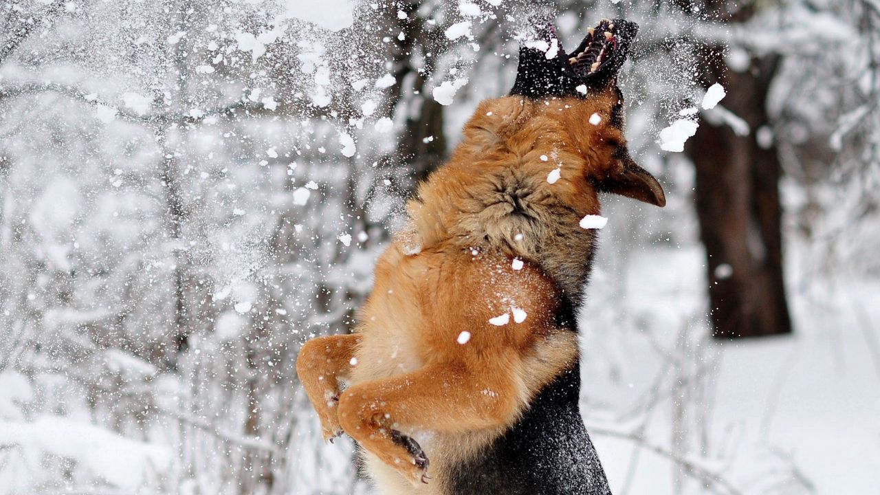 Wallpaper german shepherd, dog, snow, jump, game