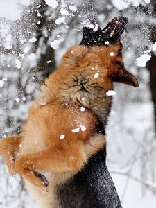 Preview wallpaper german shepherd, dog, snow, jump, game