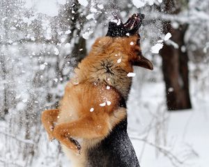 Preview wallpaper german shepherd, dog, snow, jump, game