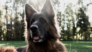 Preview wallpaper german shepherd, dog, tongue protruding, pet, animals