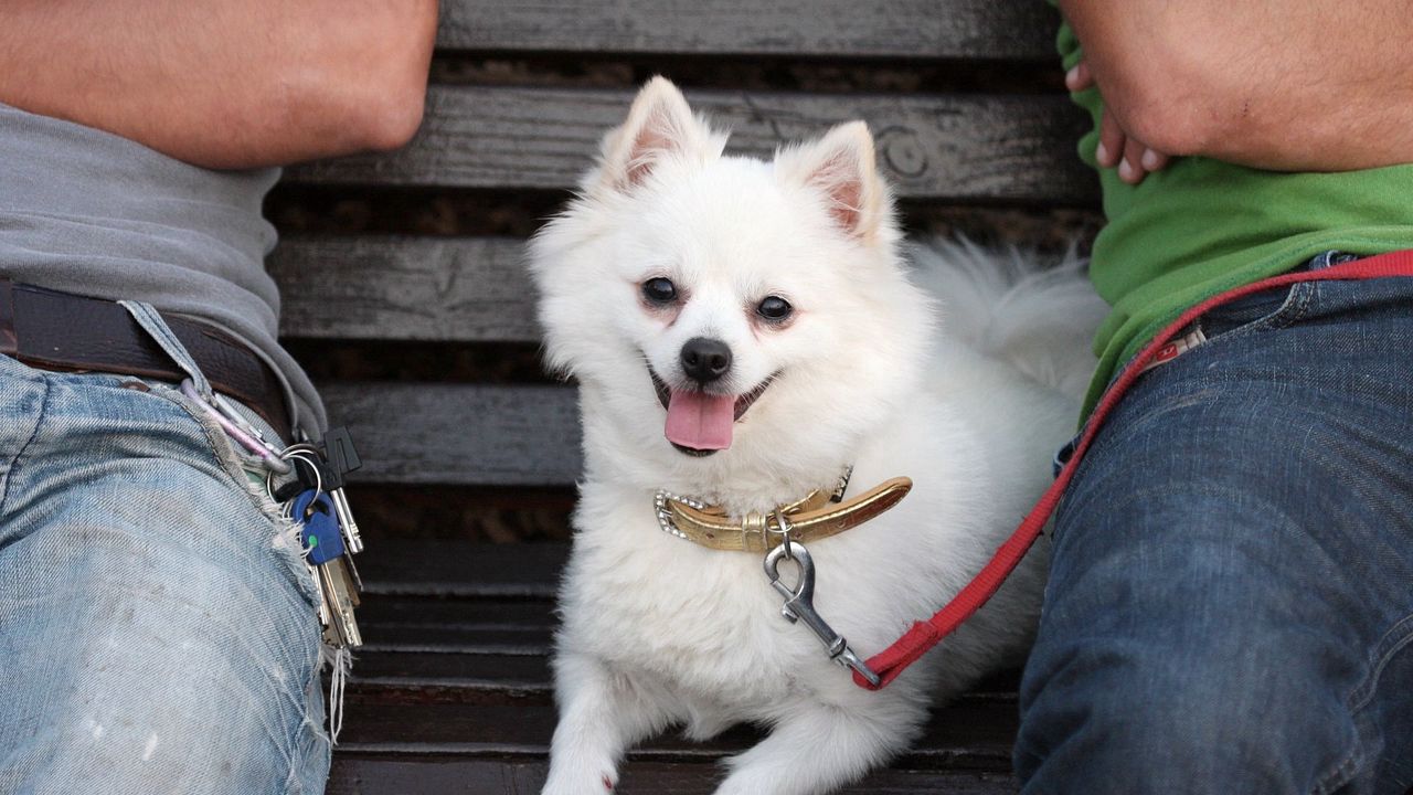 Wallpaper german spitz dog, muzzle, leash, little