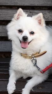 Preview wallpaper german spitz dog, muzzle, leash, little