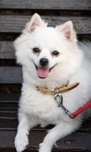 Preview wallpaper german spitz dog, muzzle, leash, little