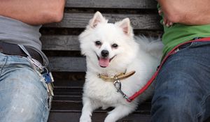 Preview wallpaper german spitz dog, muzzle, leash, little