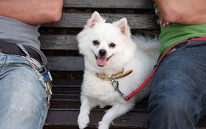 Preview wallpaper german spitz dog, muzzle, leash, little