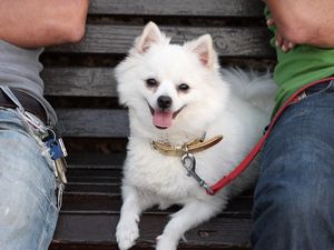 Preview wallpaper german spitz dog, muzzle, leash, little