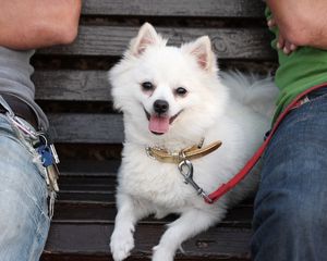 Preview wallpaper german spitz dog, muzzle, leash, little