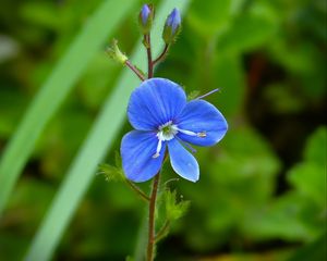Preview wallpaper germander speedwell, flower, petals, blue, macro