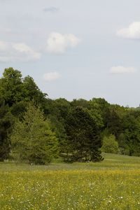 Preview wallpaper germany, forest, grass