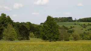 Preview wallpaper germany, forest, grass