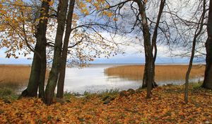 Preview wallpaper germany, wood, pool, autumn, reflection