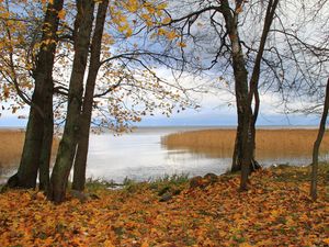 Preview wallpaper germany, wood, pool, autumn, reflection