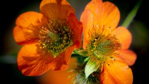 Preview wallpaper geum, petals, flower, orange, macro