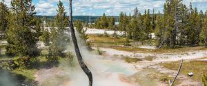 Preview wallpaper geyser, steam, water, trees, nature