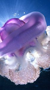 Preview wallpaper giant jellyfish, tasmania, underwater