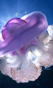 Preview wallpaper giant jellyfish, tasmania, underwater