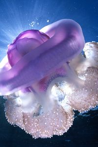 Preview wallpaper giant jellyfish, tasmania, underwater