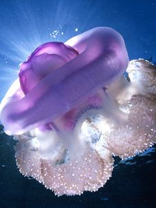 Preview wallpaper giant jellyfish, tasmania, underwater