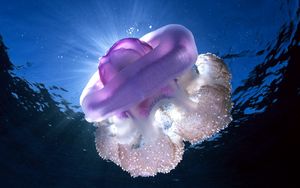 Preview wallpaper giant jellyfish, tasmania, underwater