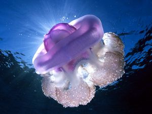 Preview wallpaper giant jellyfish, tasmania, underwater