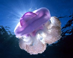 Preview wallpaper giant jellyfish, tasmania, underwater