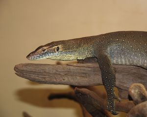 Preview wallpaper giant lizard, lie, little