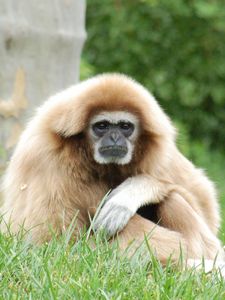 Preview wallpaper gibbon, legs, light, sit, monkey