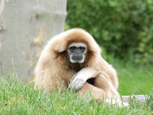 Preview wallpaper gibbon, legs, light, sit, monkey